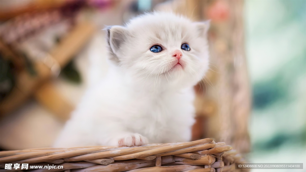 小奶猫