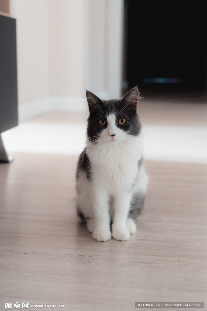 猫
