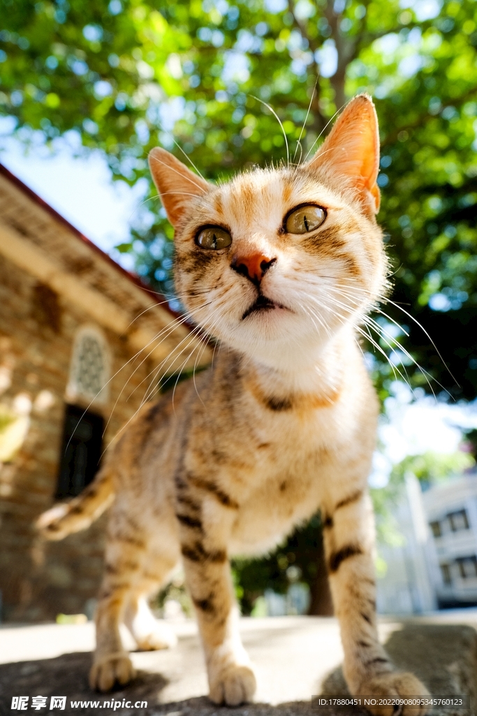 猫