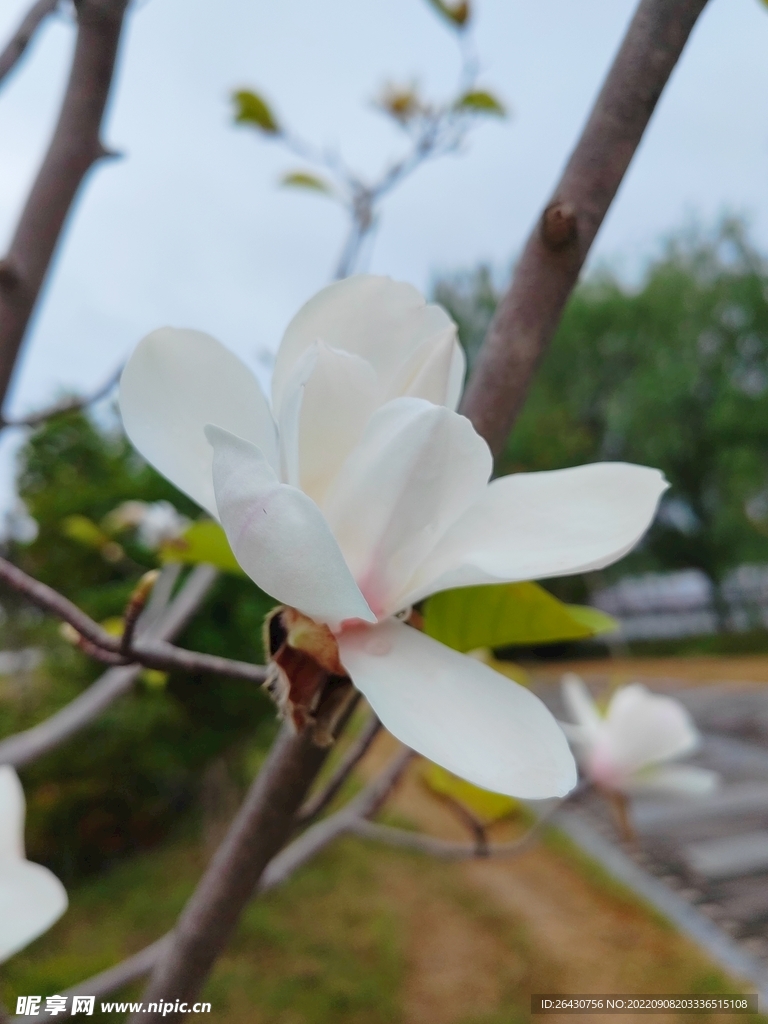 盛开的白玉兰花