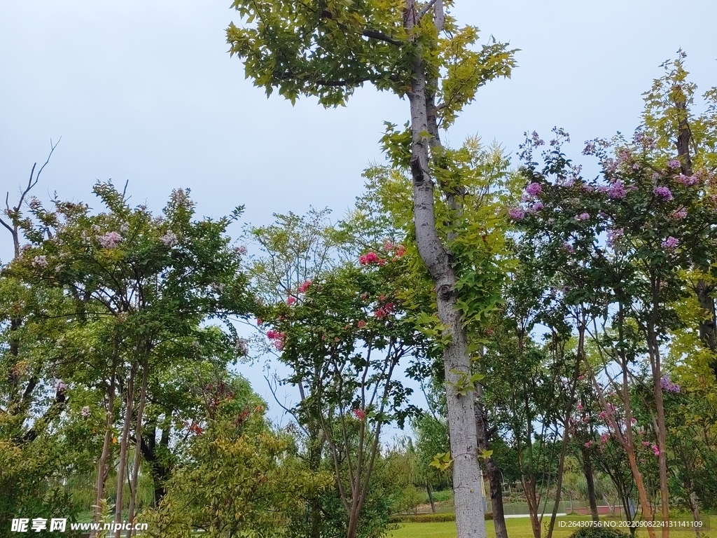 紫薇树开花