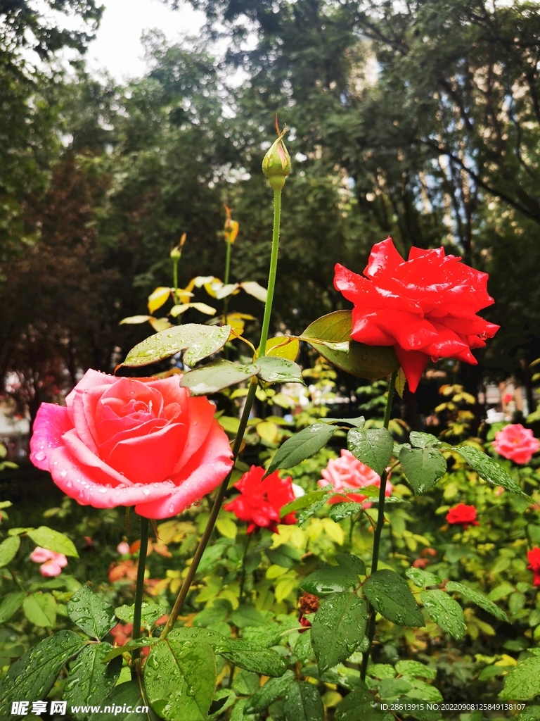花丛似锦