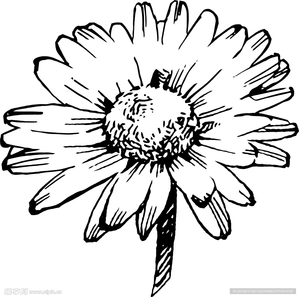 浪漫黑白花卉叶子线条插画素材