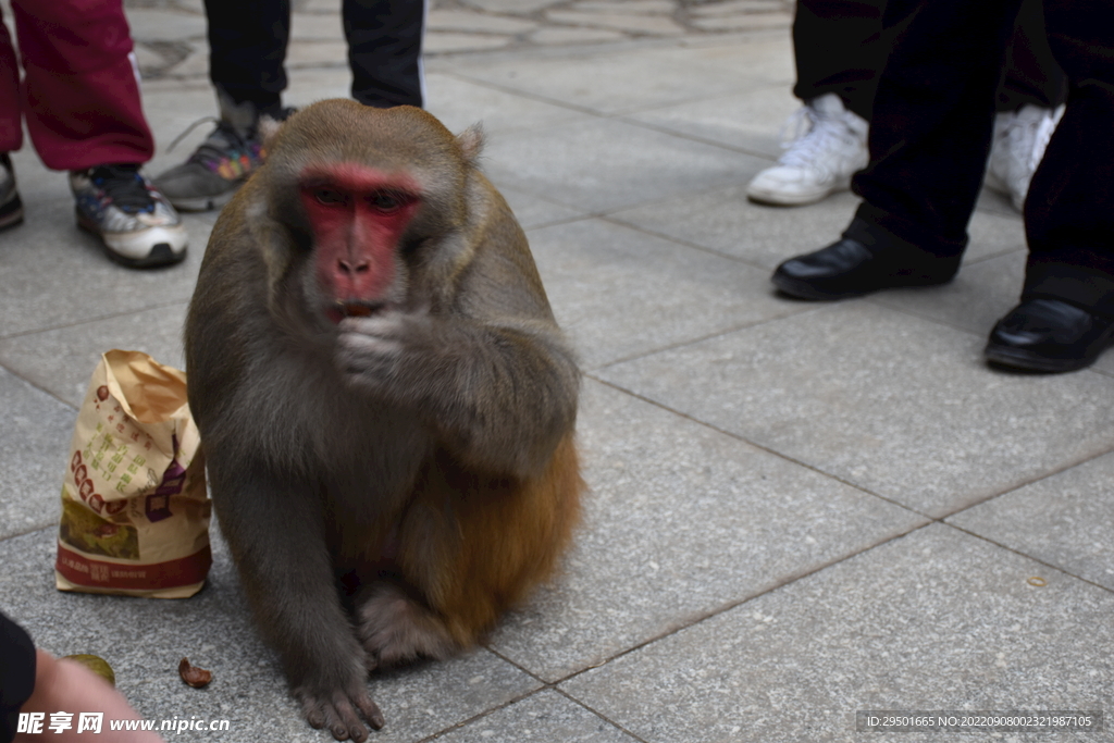 黔灵山景区吃东西的野生猴子猕猴