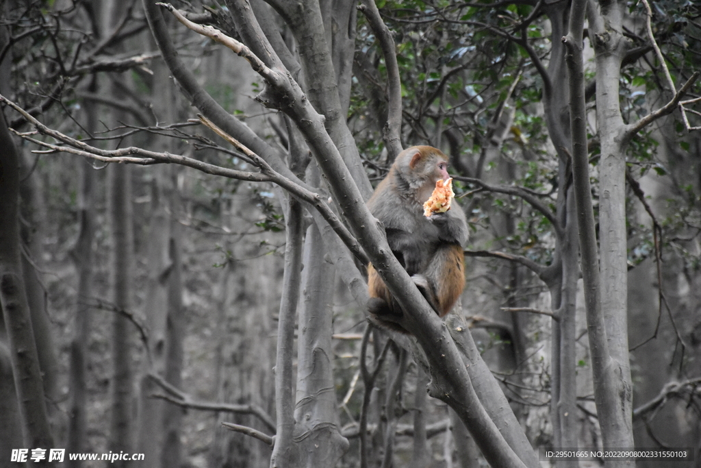 树上吃水果的野生猴子猕猴