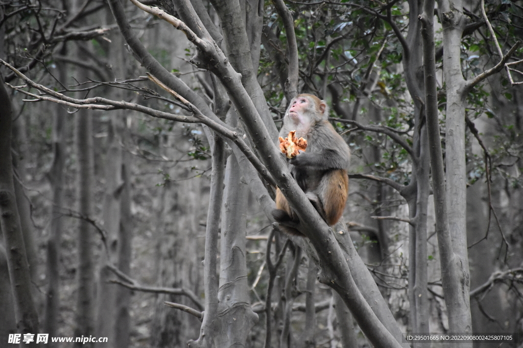 树上吃水果的野生猴子猕猴
