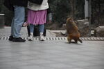 旅游区的猴子背影