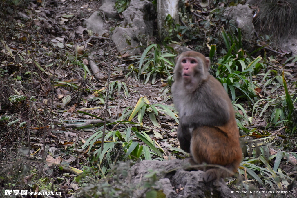 山上野生猴子猕猴