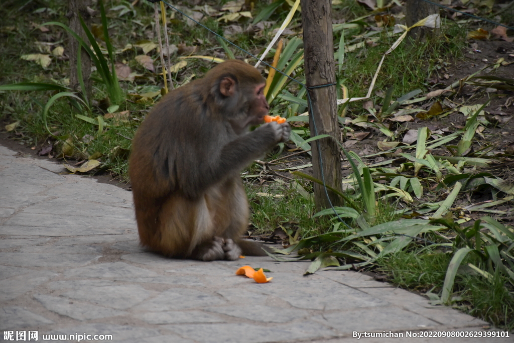 黔灵山吃水果的猴子猕猴
