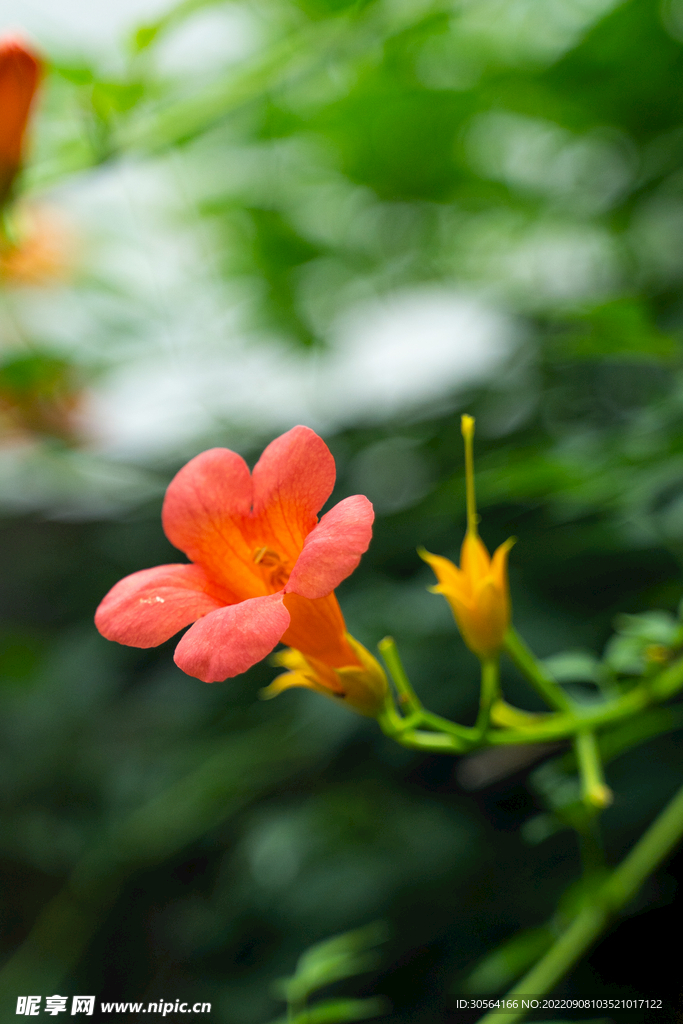 喇叭花