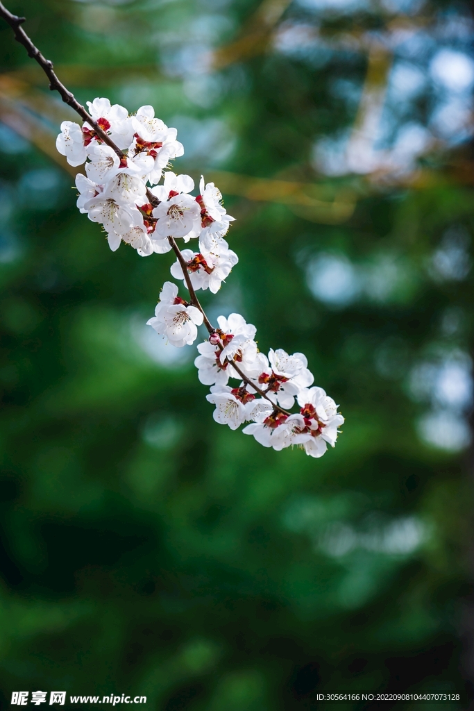 白色桃花