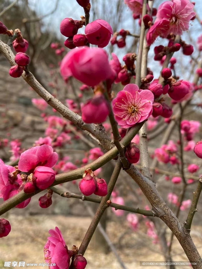 红花图片