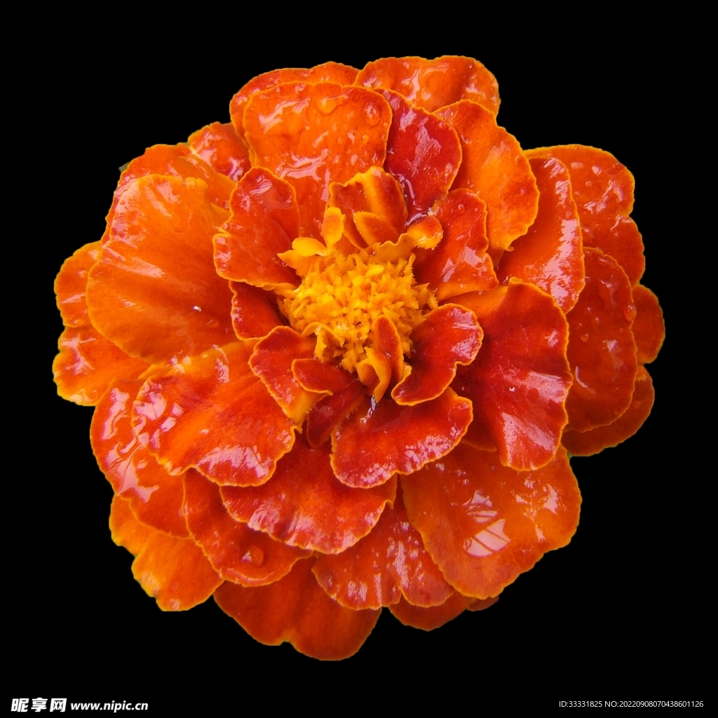 万寿菊