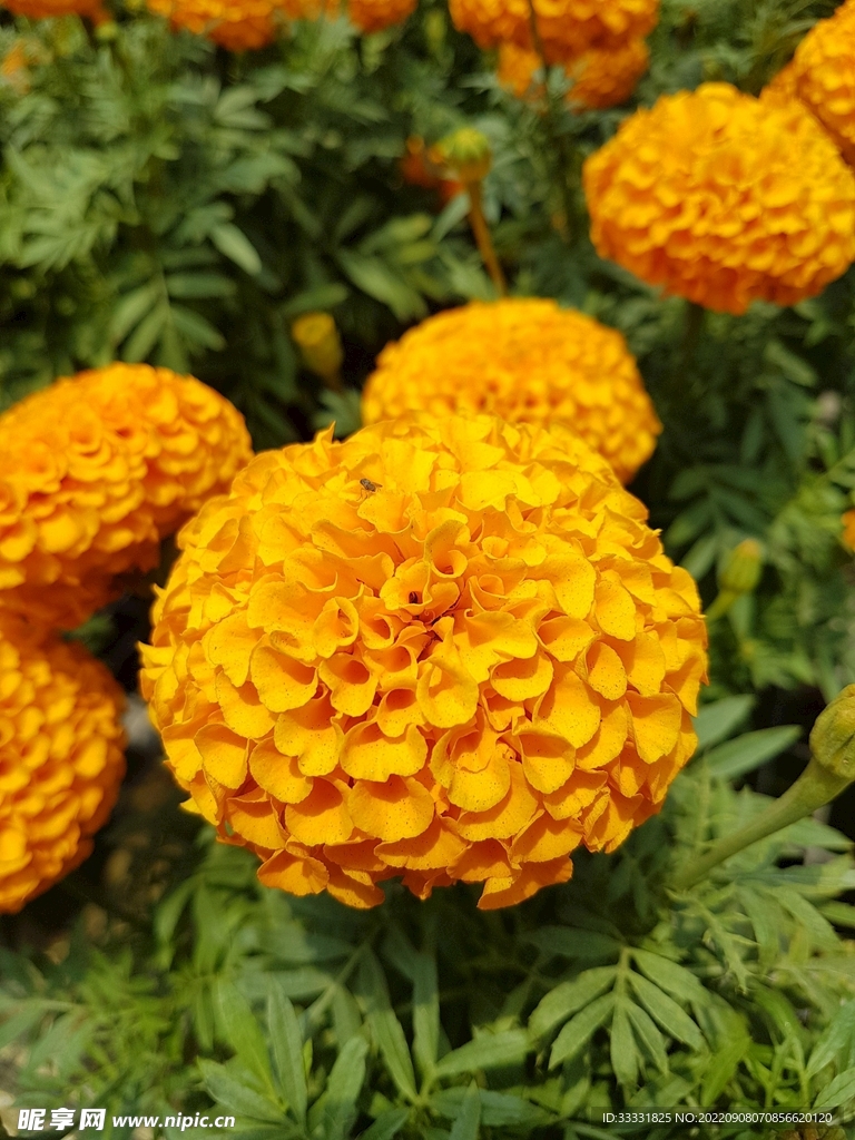 万寿菊