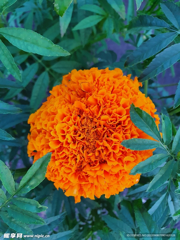 万寿菊