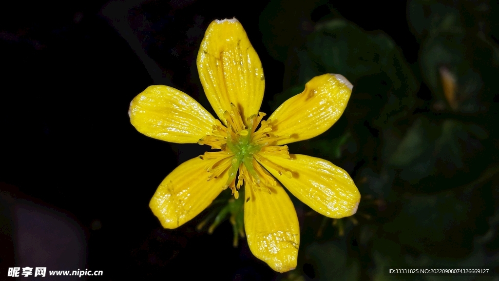 万寿菊