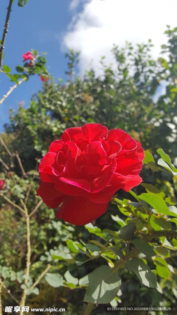 玫瑰