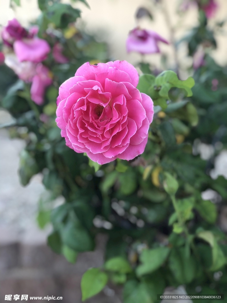 玫瑰