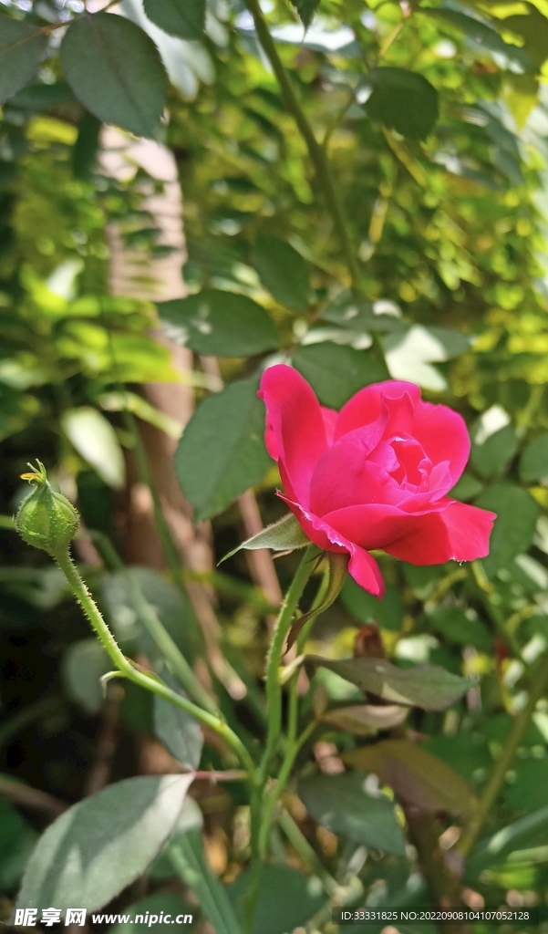 玫瑰