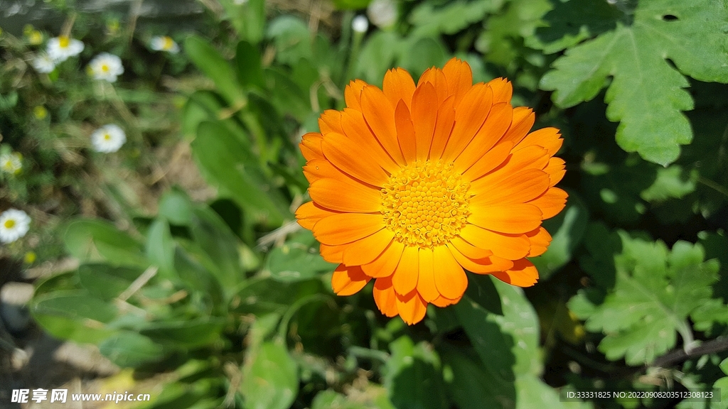 万寿菊
