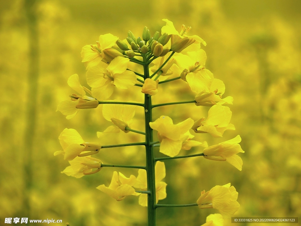 油菜花