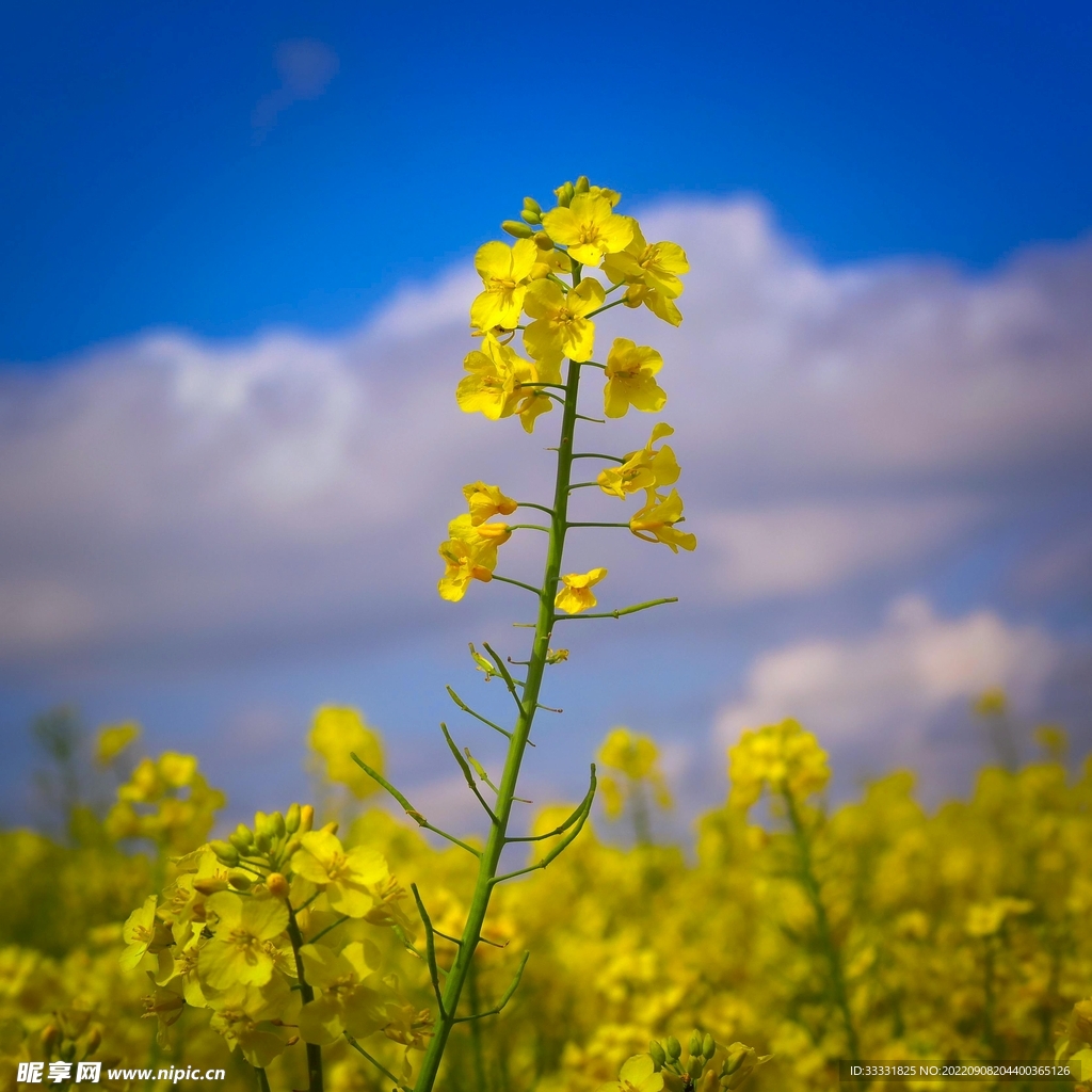 油菜花