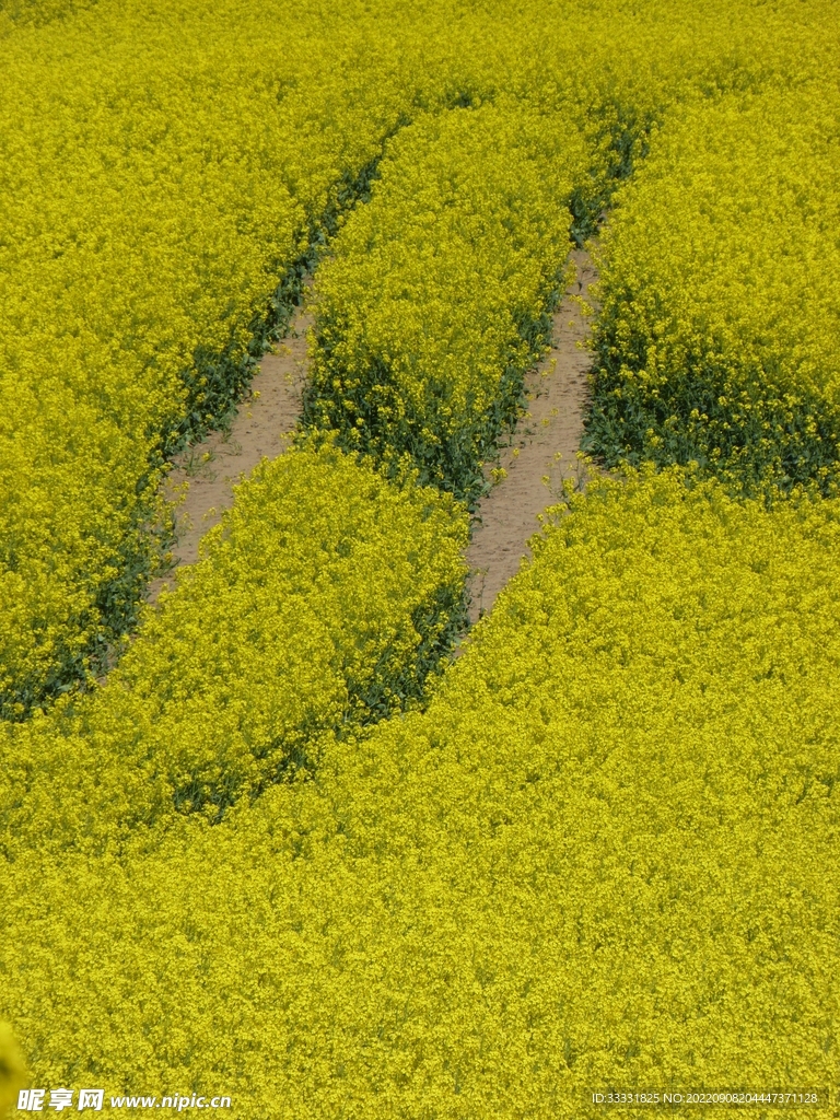 油菜花