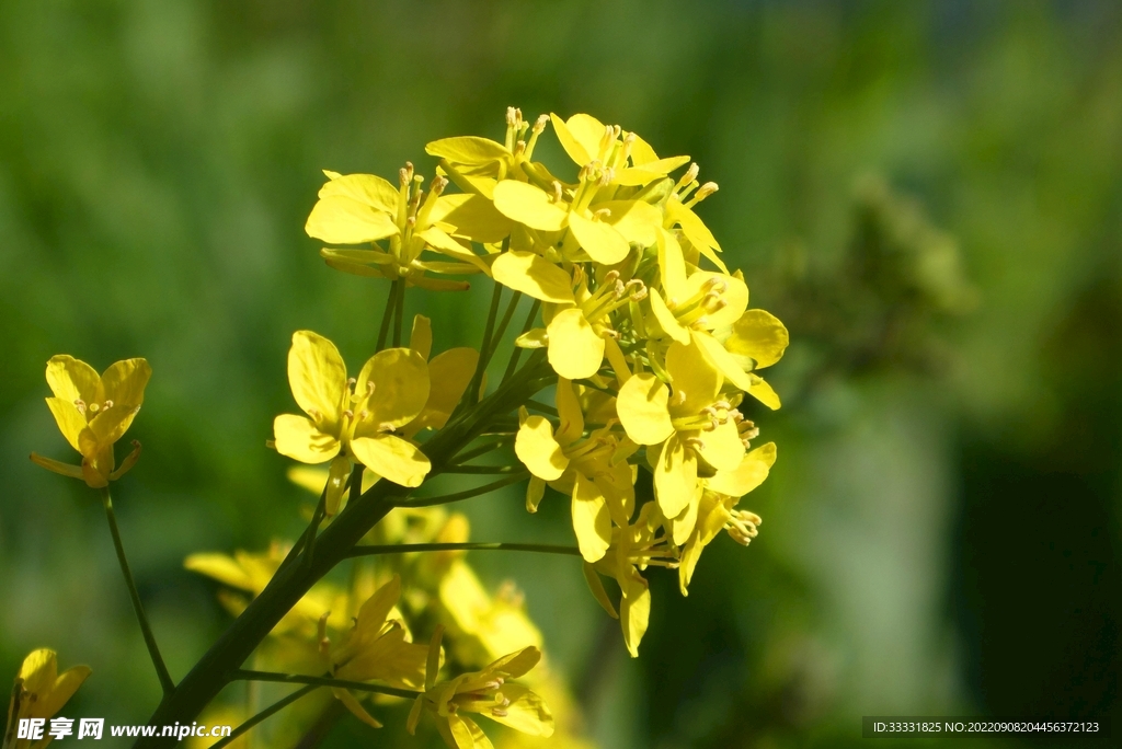 油菜花