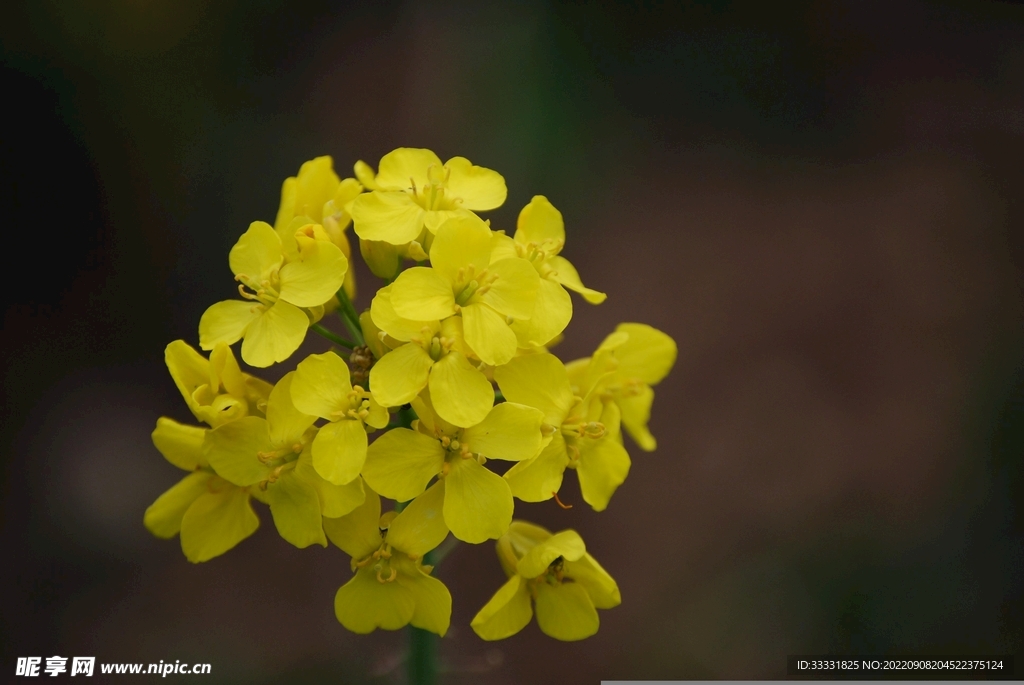 油菜花