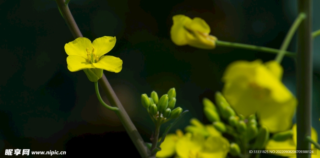 油菜花