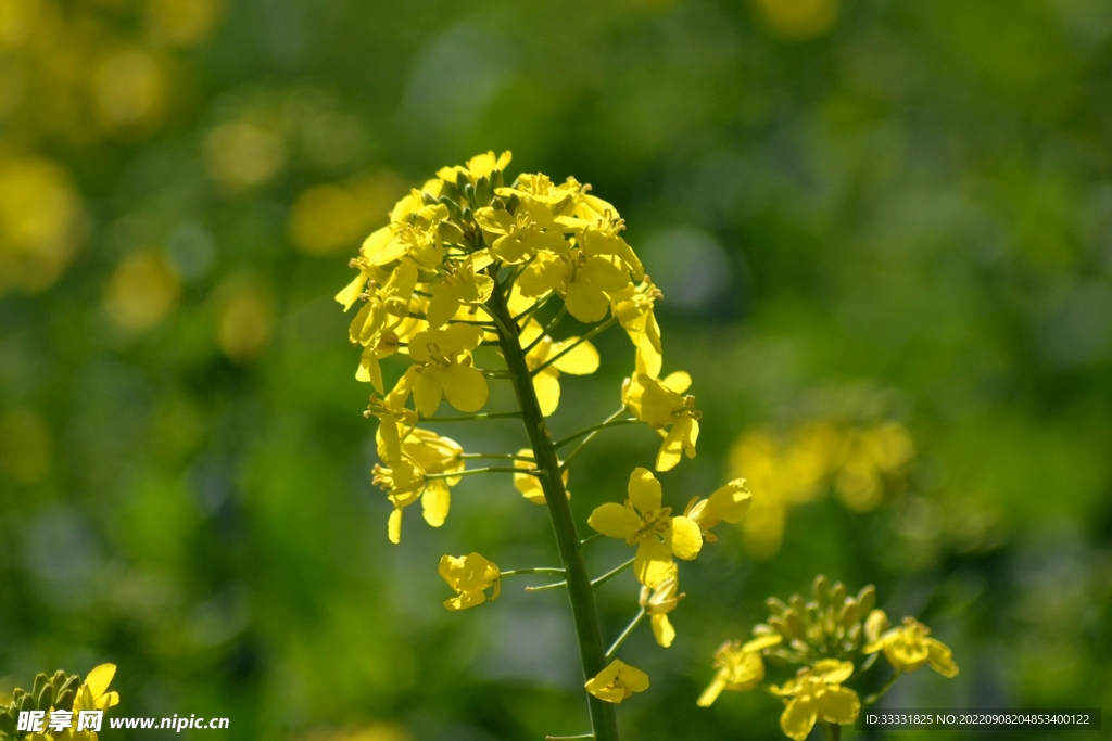 油菜花