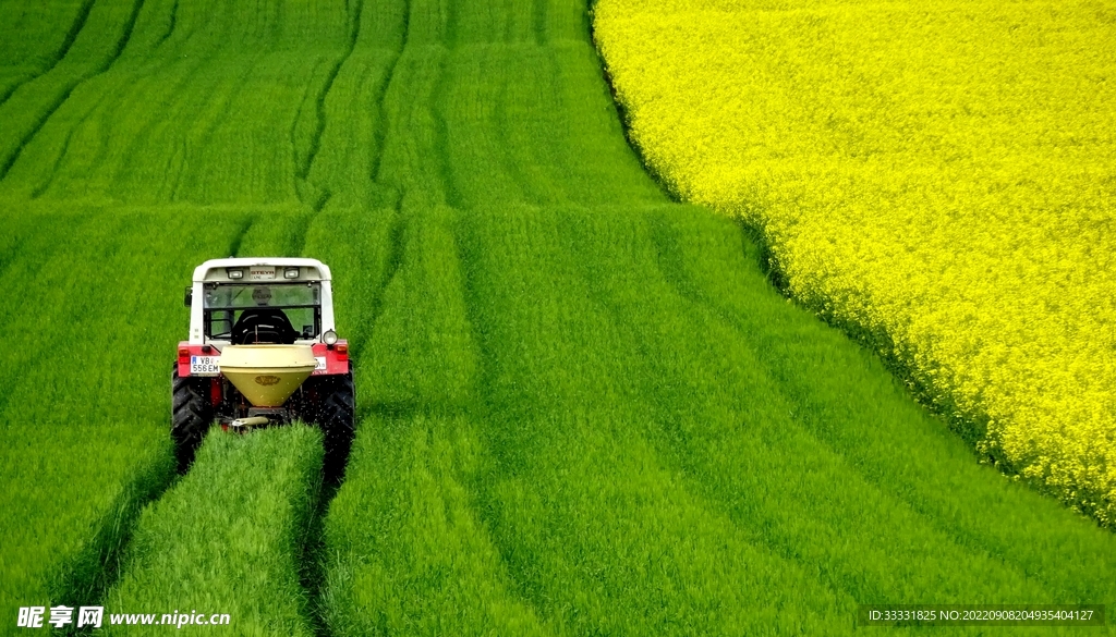 油菜花