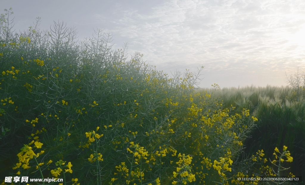 油菜花