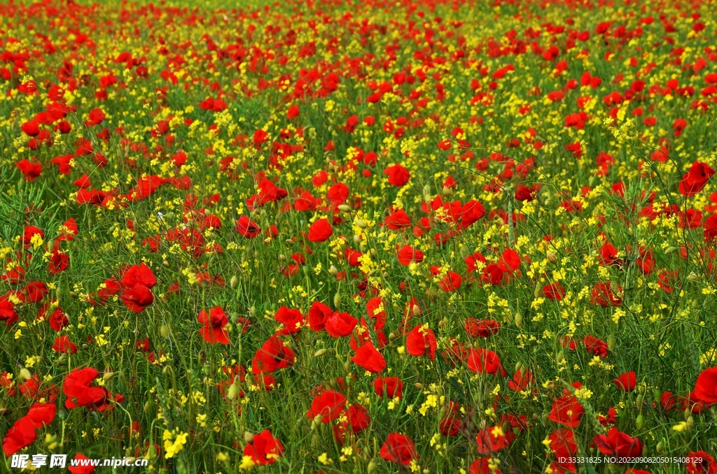 油菜花