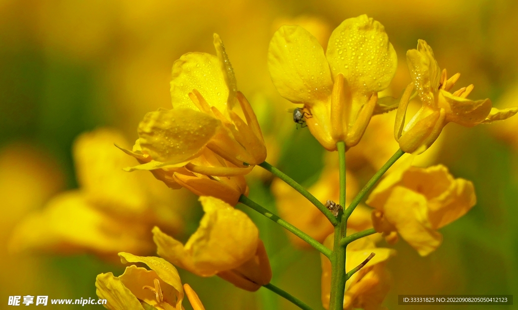 油菜花