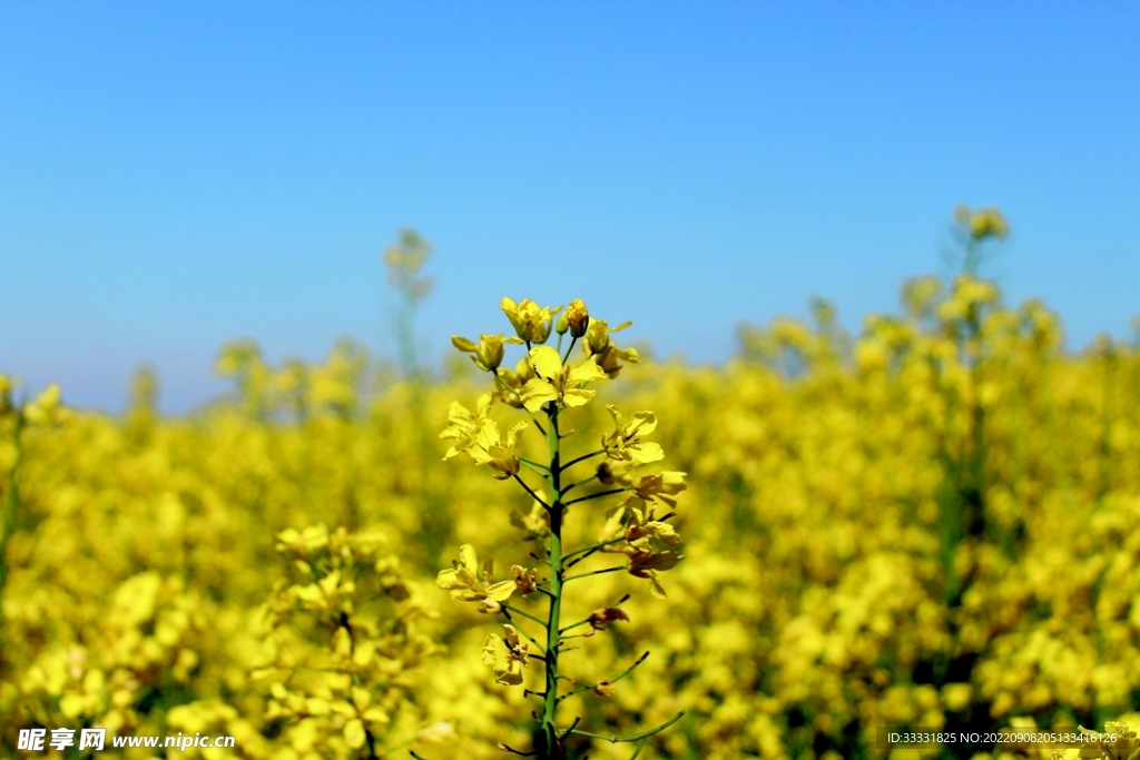 油菜花
