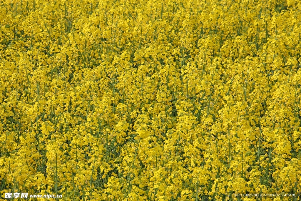 油菜花