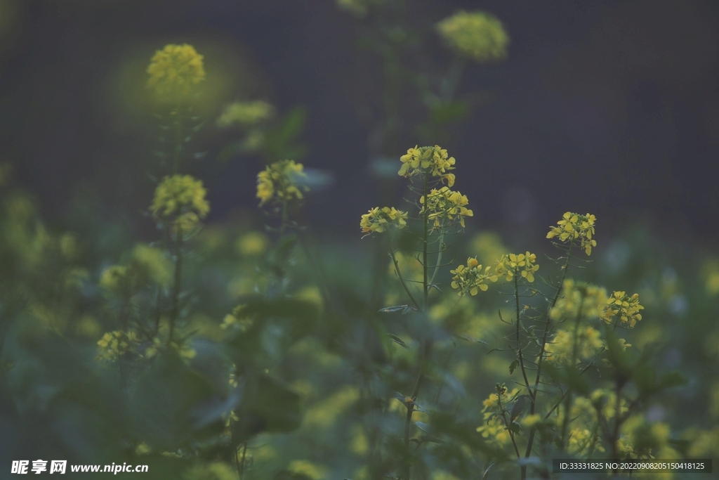 油菜花