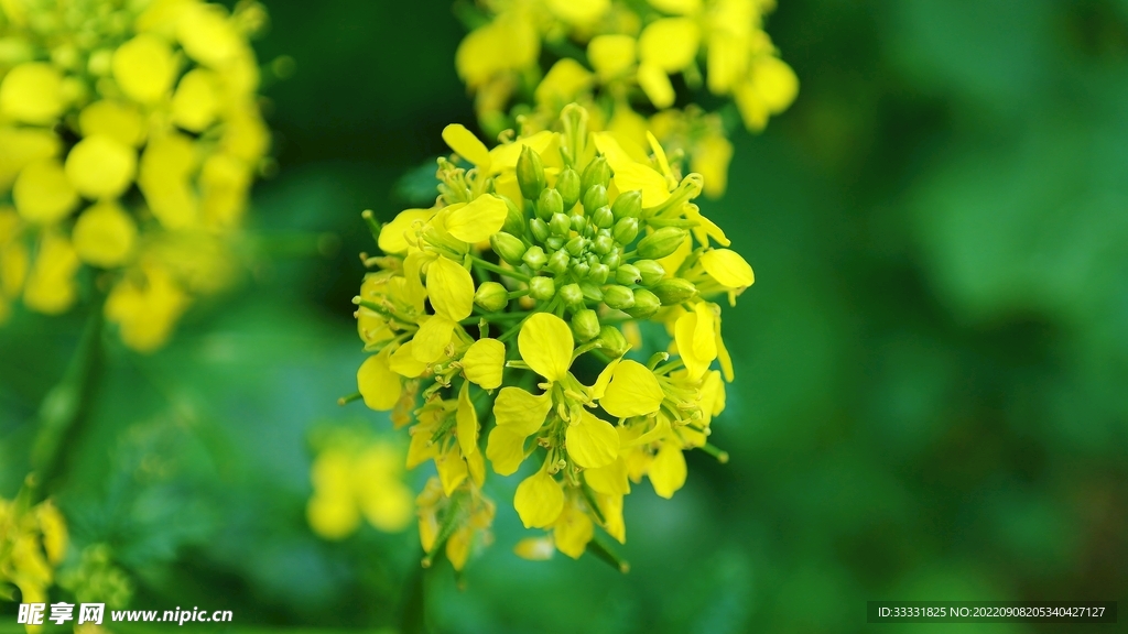 油菜花