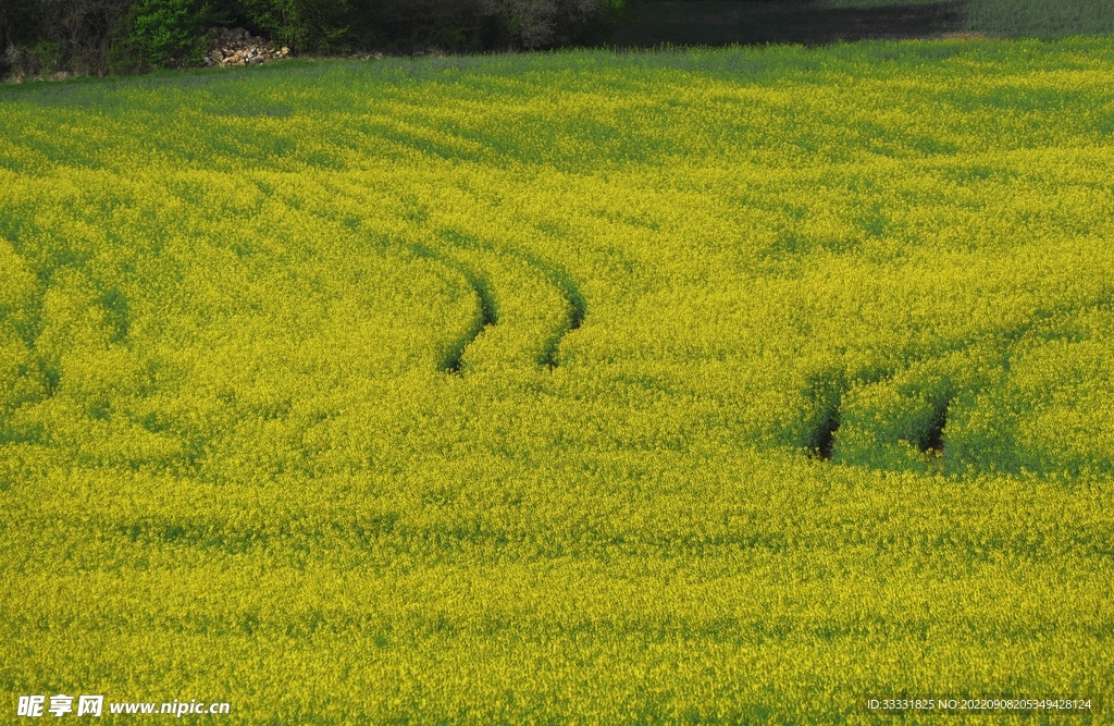 油菜花