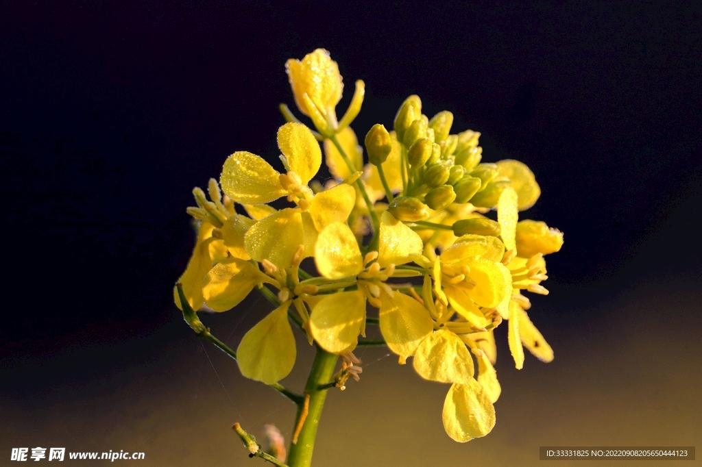 油菜花