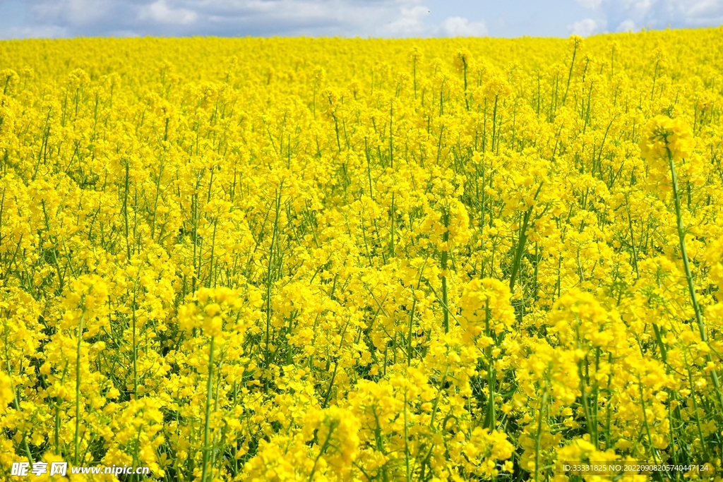 油菜花