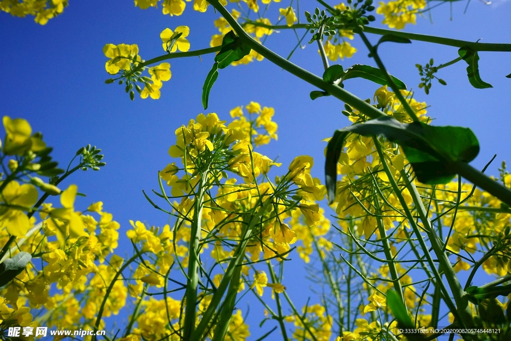 油菜花