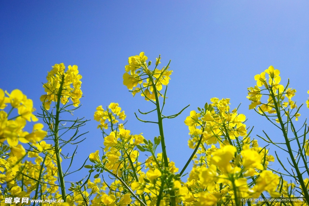 油菜花