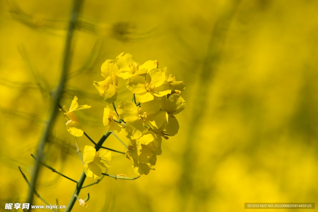 油菜花