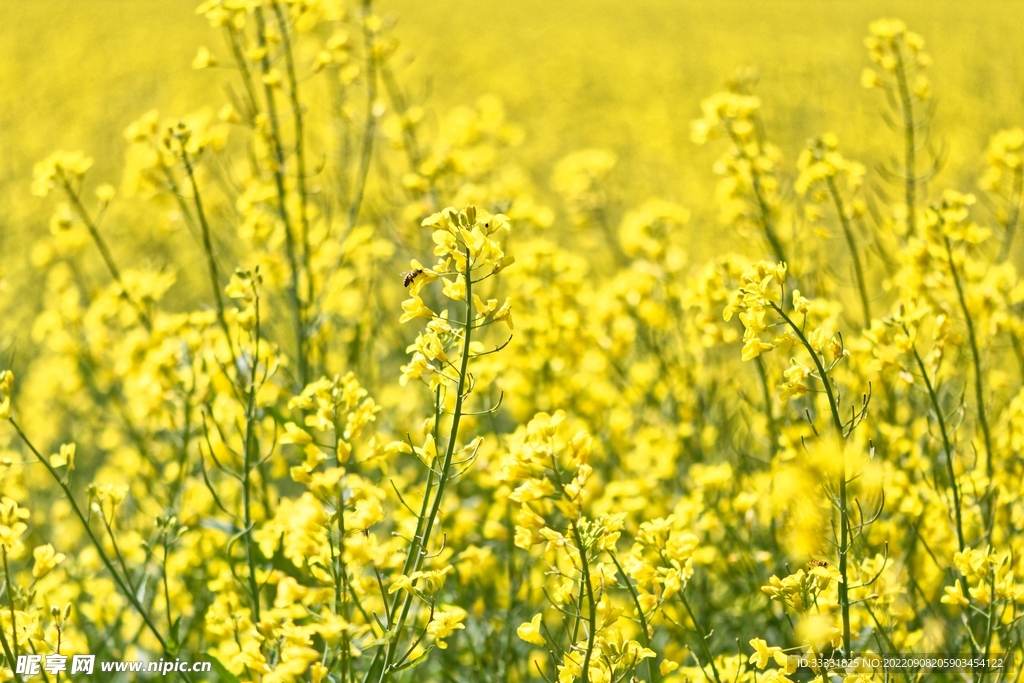 油菜花