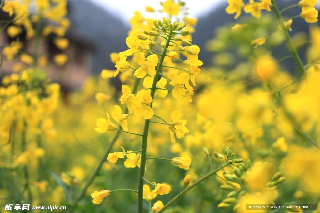 油菜花