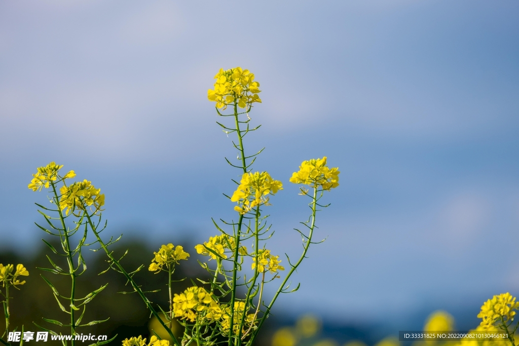 油菜花