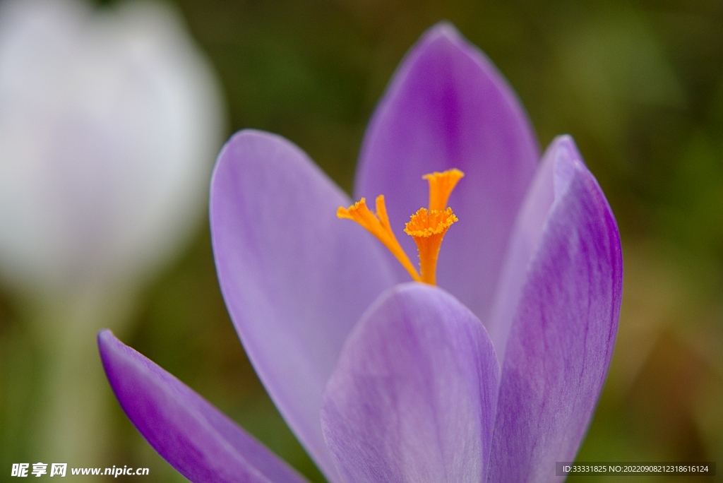 番红花摄影图__花草_生物世界_摄影图库_昵图网