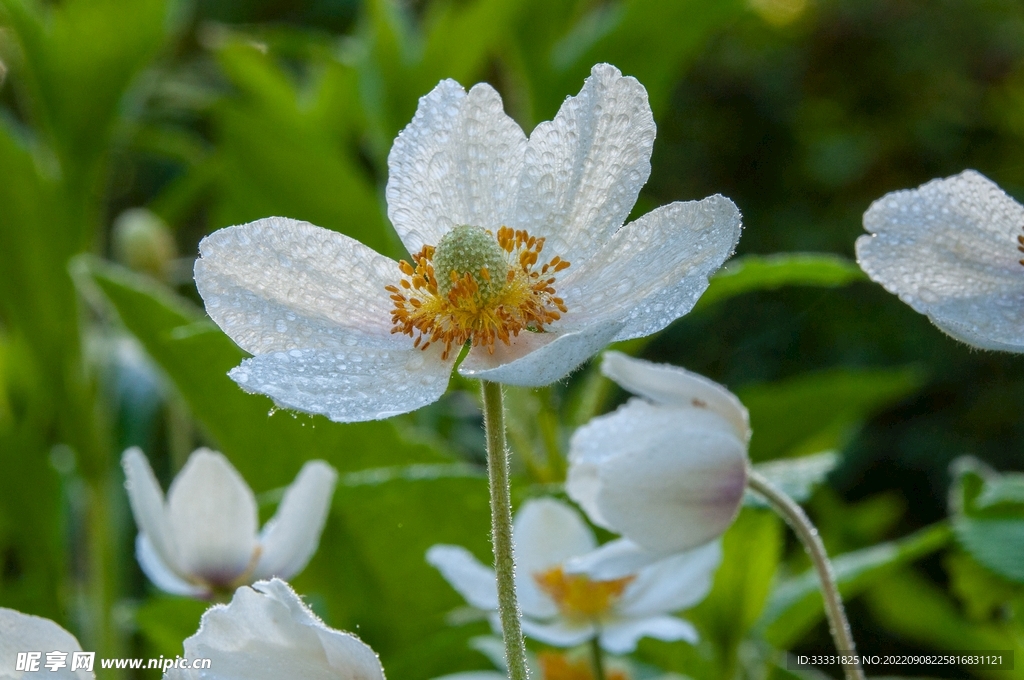 海葵花